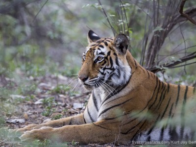 calendar, when to go, best, wildlife, safari, photo safari, photo tour, photographic safari, photographic tour, photo workshop, wildlife photography, five zero safaris, five zero photographic safaris, fivezero, kurt jay bertels, tiger safari, india, tiger, bengal tiger
