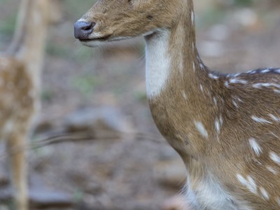 calendar, when to go, best, wildlife, safari, photo safari, photo tour, photographic safari, photographic tour, photo workshop, wildlife photography, five zero safaris, five zero photographic safaris, fivezero, kurt jay bertels, tiger safari, india, spotted deer, chital