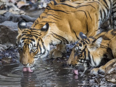 calendar, when to go, best, wildlife, safari, photo safari, photo tour, photographic safari, photographic tour, photo workshop, wildlife photography, five zero safaris, five zero photographic safaris, fivezero, kurt jay bertels, tiger safari, india, tiger, bengal tiger, drinking