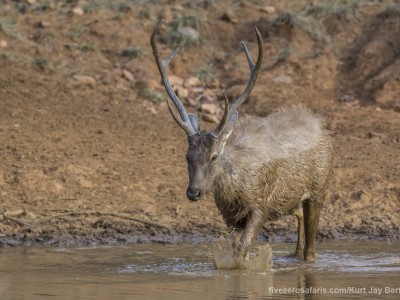 calendar, when to go, best, wildlife, safari, photo safari, photo tour, photographic safari, photographic tour, photo workshop, wildlife photography, five zero safaris, five zero photographic safaris, fivezero, kurt jay bertels, tiger safari, india, sambar deer, deer, male