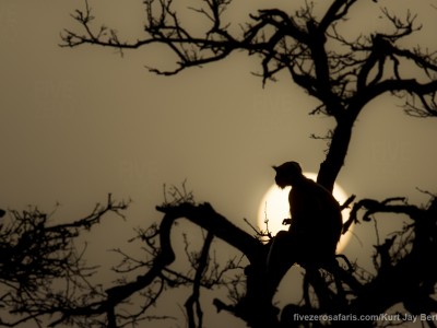 calendar, when to go, best, wildlife, safari, photo safari, photo tour, photographic safari, photographic tour, photo workshop, wildlife photography, five zero safaris, five zero photographic safaris, fivezero, kurt jay bertels, tiger safari, india, langur monkey, sunset, monkey