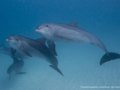 photo safari, photographic safari, wildlife photographic safari, photo tour, photo workshop, when to go, best, fivezero safaris, five zero, safari, kurt jay bertels, common, dolphin, dolphin, zanzibar