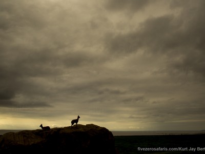 photo safari, photographic safari, wildlife photographic safari, photo tour, photo workshop, when to go, best, fivezero safaris, five zero, safari, kurt jay bertels, tanzania, lake manyara, klipspringer