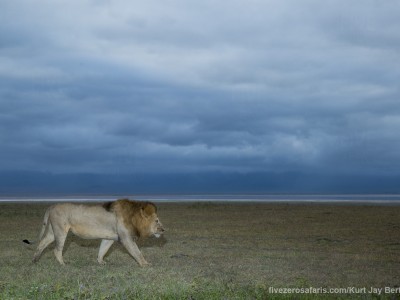 photo safari, photographic safari, wildlife photographic safari, photo tour, photo workshop, when to go, best, fivezero safaris, five zero, safari, kurt jay bertels, tanzania, ngorogoro crater, lion
