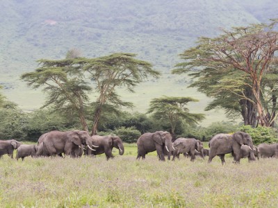 photo safari, photographic safari, wildlife photographic safari, photo tour, photo workshop, when to go, best, fivezero safaris, five zero, safari, kurt jay bertels, tanzania, ngorogoro crater, elephants