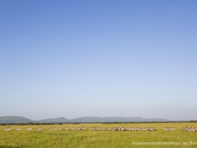 photo safari, photographic safari, wildlife photographic safari, photo tour, photo workshop, when to go, best, fivezero safaris, five zero, safari, kurt jay bertels, tanzania, serengeti national park, zebra, migration