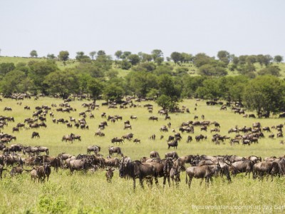 photo safari, photographic safari, wildlife photographic safari, photo tour, photo workshop, when to go, best, fivezero safaris, five zero, safari, kurt jay bertels, tanzania, serengeti national park, wildebeest, migration