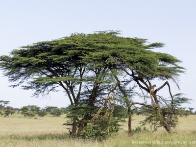 photo safari, photographic safari, wildlife photographic safari, photo tour, photo workshop, when to go, best, fivezero safaris, five zero, safari, kurt jay bertels, tanzania, serengeti national park, leopard, tree