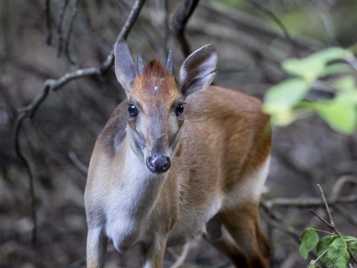 photo safari, photographic safari, wildlife photographic safari, photo tour, photo workshop, when to go, best, fivezero safaris, five zero, safari, kurt jay bertels, aders duiker, zanzibar