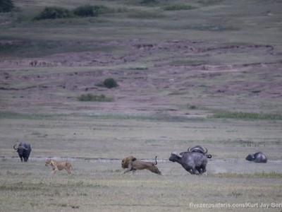 photo safari, photographic safari, wildlife photographic safari, photo tour, photo workshop, when to go, best, fivezero safaris, five zero, safari, kurt jay bertels, tanzania, ngorogoro crater, lion, buffalo, chase