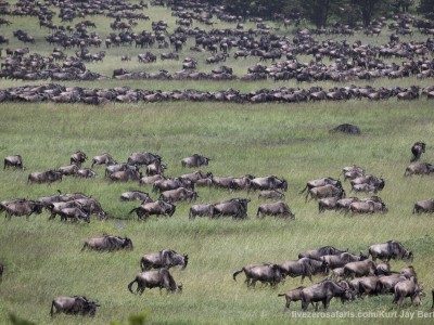 photo safari, photographic safari, wildlife photographic safari, photo tour, photo workshop, when to go, best, fivezero safaris, five zero, safari, kurt jay bertels, tanzania, serengeti national park, wildebeest, migration