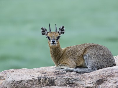photo safari, photographic safari, wildlife photographic safari, photo tour, photo workshop, when to go, best, fivezero safaris, five zero, safari, kurt jay bertels, tanzania, lake manyara, klipspringer