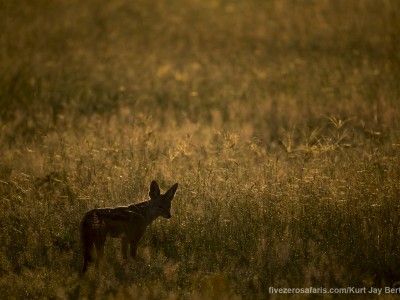 photo safari, photographic safari, wildlife photographic safari, photo tour, photo workshop, when to go, best, fivezero safaris, five zero, safari, kurt jay bertels, tanzania, serengeti national park, black backed jackal