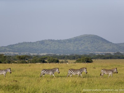 photo safari, photographic safari, wildlife photographic safari, photo tour, photo workshop, when to go, best, fivezero safaris, five zero, safari, kurt jay bertels, tanzania, serengeti national park, zebra, migration