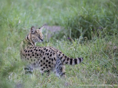 photo safari, photographic safari, wildlife photographic safari, photo tour, photo workshop, when to go, best, fivezero safaris, five zero, safari, kurt jay bertels, tanzania, ngorogoro crater, serval