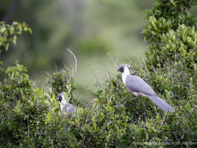 photo safari, photographic safari, wildlife photographic safari, photo tour, photo workshop, when to go, best, fivezero safaris, five zero, safari, kurt jay bertels, tanzania, serengeti national park, bare faced go away bird