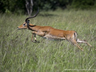 photo safari, photographic safari, wildlife photographic safari, photo tour, photo workshop, when to go, best, fivezero safaris, five zero, safari, kurt jay bertels, tanzania, serengeti national park, impala, running, jumping