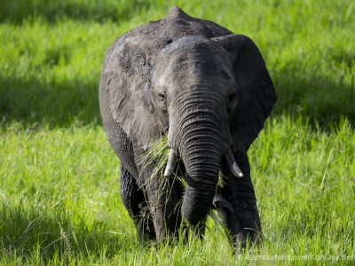 photo safari, photographic safari, wildlife photographic safari, photo tour, photo workshop, when to go, best, fivezero safaris, five zero, safari, kurt jay bertels, tanzania, serengeti national park, elephant