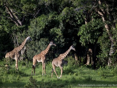 photo safari, photographic safari, wildlife photographic safari, photo tour, photo workshop, when to go, best, fivezero safaris, five zero, safari, kurt jay bertels, tanzania, serengeti national park, giraffe