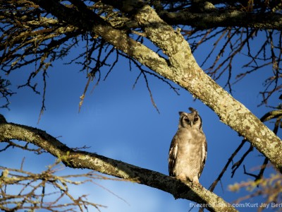 photo safari, photographic safari, wildlife photographic safari, photo tour, photo workshop, when to go, best, fivezero safaris, five zero, safari, kurt jay bertels, tanzania, serengeti national park, verreauxs eagle owl