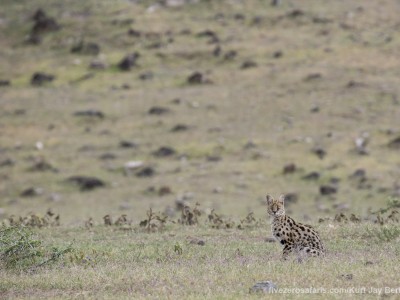 photo safari, photographic safari, wildlife photographic safari, photo tour, photo workshop, when to go, best, fivezero safaris, five zero, safari, kurt jay bertels, tanzania, serval, ngorogoro crater