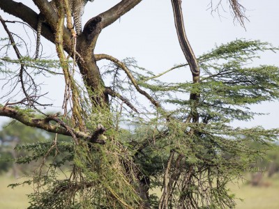 photo safari, photographic safari, wildlife photographic safari, photo tour, photo workshop, when to go, best, fivezero safaris, five zero, safari, kurt jay bertels, tanzania, serengeti national park, leopard, tree