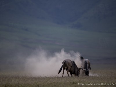 photo safari, photographic safari, wildlife photographic safari, photo tour, photo workshop, when to go, best, fivezero safaris, five zero, safari, kurt jay bertels, tanzania, ngorogoro crater, wildebeest, fighting