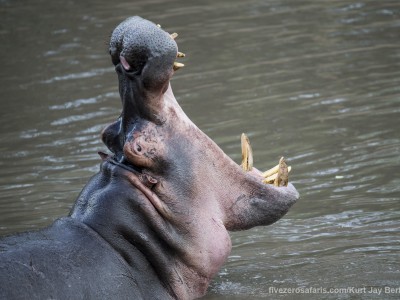 photo safari, photographic safari, wildlife photographic safari, photo tour, photo workshop, when to go, best, fivezero safaris, five zero, safari, kurt jay bertels, tanzania, serengeti national park, hippo, yawning, teeth