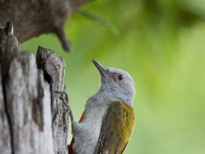 photo safari, photographic safari, wildlife photographic safari, photo tour, photo workshop, when to go, best, fivezero safaris, five zero, safari, kurt jay bertels, tanzania, serengeti national park, grey woodpecker