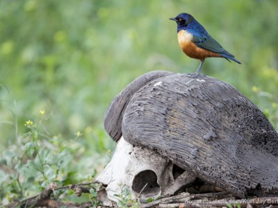 photo safari, photographic safari, wildlife photographic safari, photo tour, photo workshop, when to go, best, fivezero safaris, five zero, safari, kurt jay bertels, tanzania, ngorogoro crater, buffalo skull, hildebrandts starling