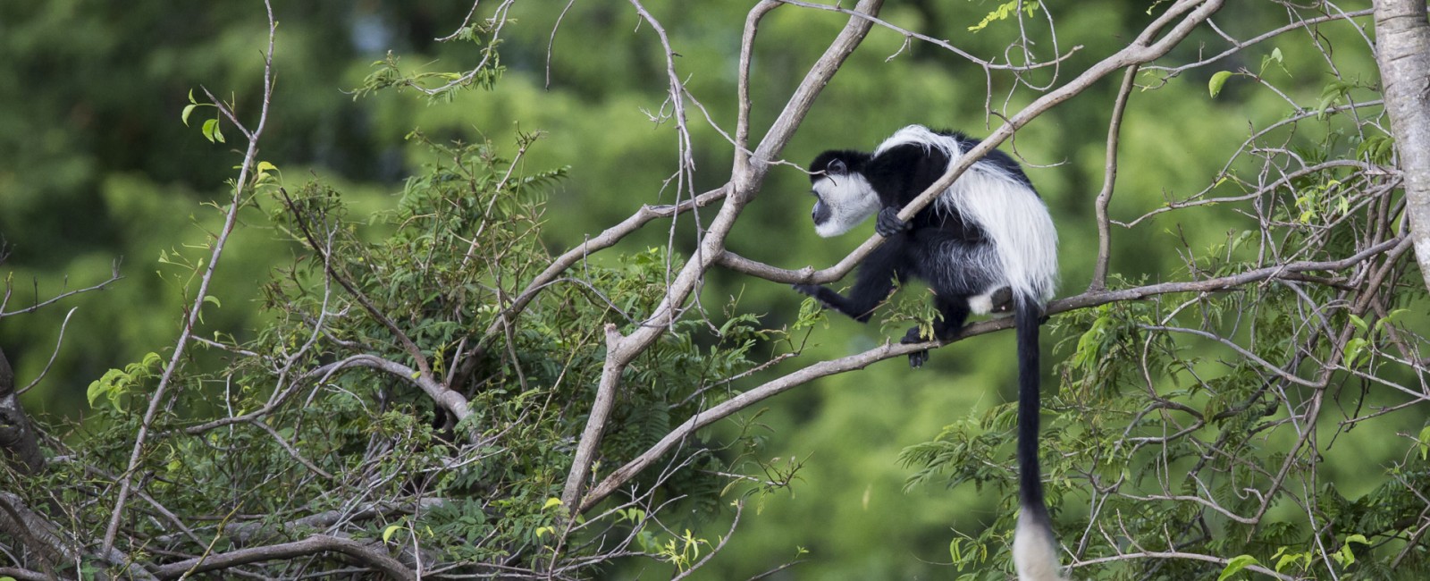 Permalink to The Tanzania Safari: Day 10
