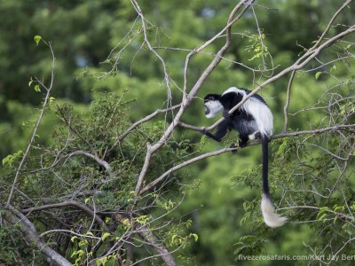 photo safari, photographic safari, wildlife photographic safari, photo tour, photo workshop, when to go, best, fivezero safaris, five zero, safari, kurt jay bertels, tanzania, serengeti national park, black and white colobus, monkey