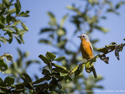 photo safari, photographic safari, wildlife photographic safari, photo tour, photo workshop, when to go, best, fivezero safaris, five zero, safari, kurt jay bertels, tanzania, serengeti national park, silver bird