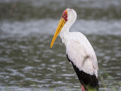 photo safari, photographic safari, wildlife photographic safari, photo tour, photo workshop, when to go, best, fivezero safaris, five zero, safari, kurt jay bertels, tanzania, serengeti national park, yellow billed stork