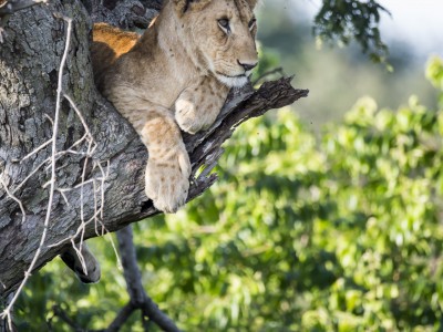 photo safari, photographic safari, wildlife photographic safari, photo tour, photo workshop, when to go, best, fivezero safaris, five zero, safari, kurt jay bertels, tanzania, serengeti national park, lion, in tree