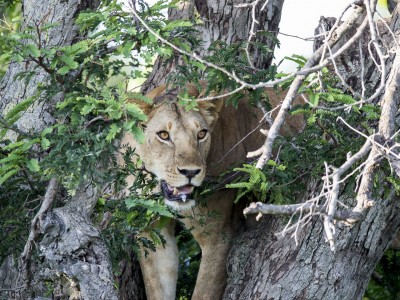 photo safari, photographic safari, wildlife photographic safari, photo tour, photo workshop, when to go, best, fivezero safaris, five zero, safari, kurt jay bertels, tanzania, serengeti national park, lion, in tree