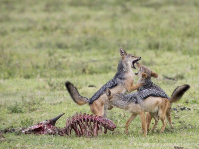 photo safari, photographic safari, wildlife photographic safari, photo tour, photo workshop, when to go, best, fivezero safaris, five zero, safari, kurt jay bertels, tanzania, ngorogoro crater, jackals, fighting