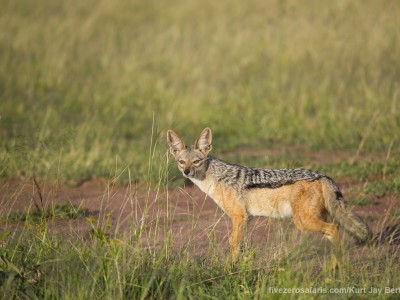 photo safari, photographic safari, wildlife photographic safari, photo tour, photo workshop, when to go, best, fivezero safaris, five zero, safari, kurt jay bertels, tanzania, serengeti national park, black backed jackal