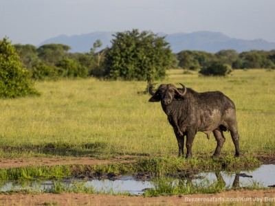photo safari, photographic safari, wildlife photographic safari, photo tour, photo workshop, when to go, best, fivezero safaris, five zero, safari, kurt jay bertels, tanzania, serengeti national park, buffalo