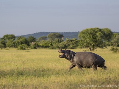 photo safari, photographic safari, wildlife photographic safari, photo tour, photo workshop, when to go, best, fivezero safaris, five zero, safari, kurt jay bertels, tanzania, serengeti national park, hippo, charging, running