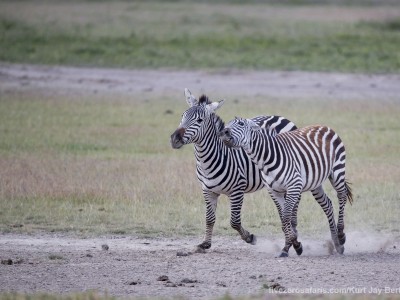 photo safari, photographic safari, wildlife photographic safari, photo tour, photo workshop, when to go, best, fivezero safaris, five zero, safari, kurt jay bertels, tanzania, ngorogoro crater, zebra, fighting,