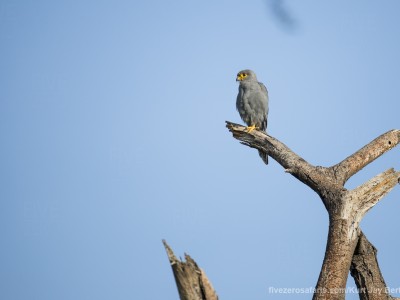 photo safari, photographic safari, wildlife photographic safari, photo tour, photo workshop, when to go, best, fivezero safaris, five zero, safari, kurt jay bertels, tanzania, serengeti national park, grey kestrel