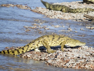 photo safari, photographic safari, wildlife photographic safari, photo tour, photo workshop, when to go, best, fivezero safaris, five zero, safari, kurt jay bertels, tanzania, serengeti national park, crocodile, large, walking,