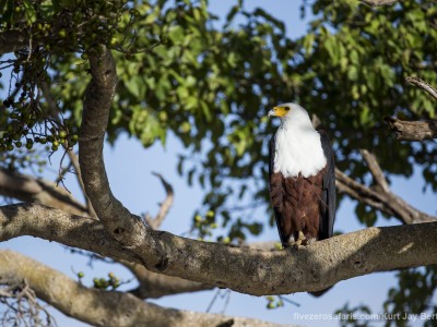 photo safari, photographic safari, wildlife photographic safari, photo tour, photo workshop, when to go, best, fivezero safaris, five zero, safari, kurt jay bertels, tanzania, serengeti national park, fish eagle