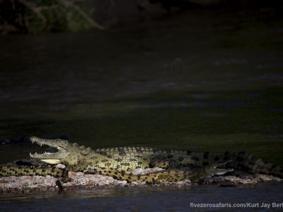 photo safari, photographic safari, wildlife photographic safari, photo tour, photo workshop, when to go, best, fivezero safaris, five zero, safari, kurt jay bertels, tanzania, serengeti national park, crocodile, basking, mouth open