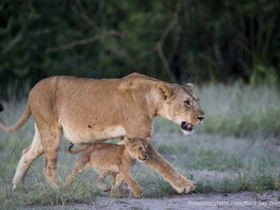 photo safari, photographic safari, wildlife photographic safari, photo tour, photo workshop, when to go, best, fivezero safaris, five zero, safari, kurt jay bertels, tanzania, serengeti national park, lion, cub, cute, small