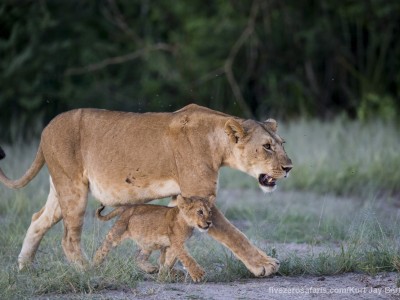 photo safari, photographic safari, wildlife photographic safari, photo tour, photo workshop, when to go, best, fivezero safaris, five zero, safari, kurt jay bertels, tanzania, serengeti national park, lion, cub, cute, small