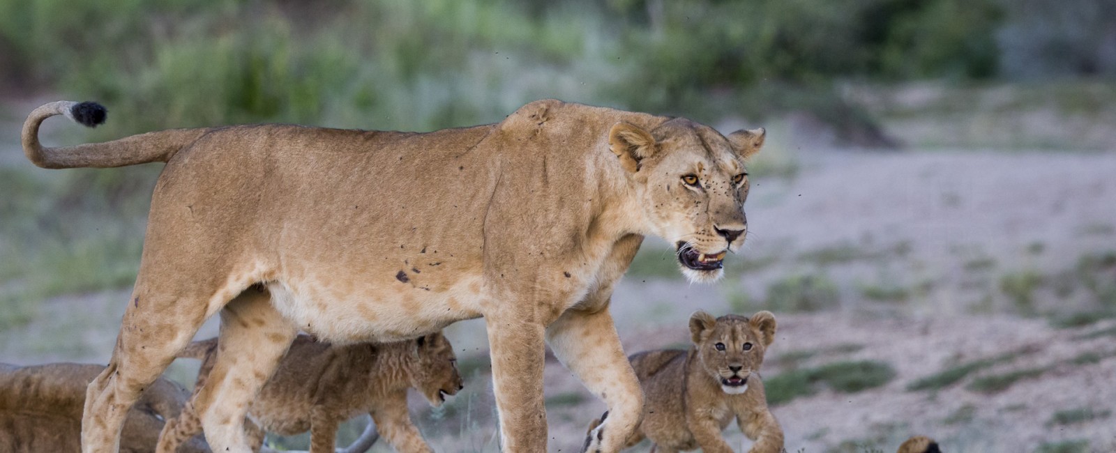 Permalink to The Tanzania Safari: Day 9