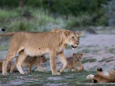 photo safari, photographic safari, wildlife photographic safari, photo tour, photo workshop, when to go, best, fivezero safaris, five zero, safari, kurt jay bertels, tanzania, serengeti national park, lion, cub, cute, small