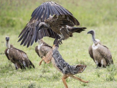 photo safari, photographic safari, wildlife photographic safari, photo tour, photo workshop, when to go, best, fivezero safaris, five zero, safari, kurt jay bertels, tanzania, ngorogoro crater, jackal, chasing, vulture